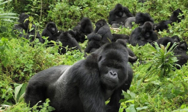 Gorilla Trekking in Rwanda with Nessa - 6 nights