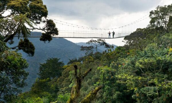 Gorilla Trekking in Rwanda with Nessa - 6 nights - Image 4