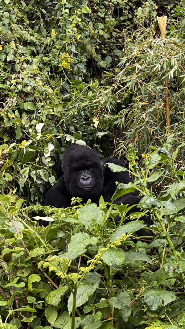 Gorilla Trekking in Rwanda with Nessa - 6 nights - Image 5