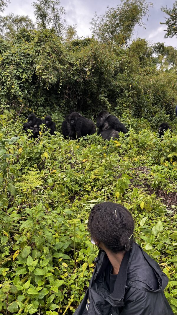 Gorilla Trekking in Rwanda with Nessa - 6 nights - Image 6