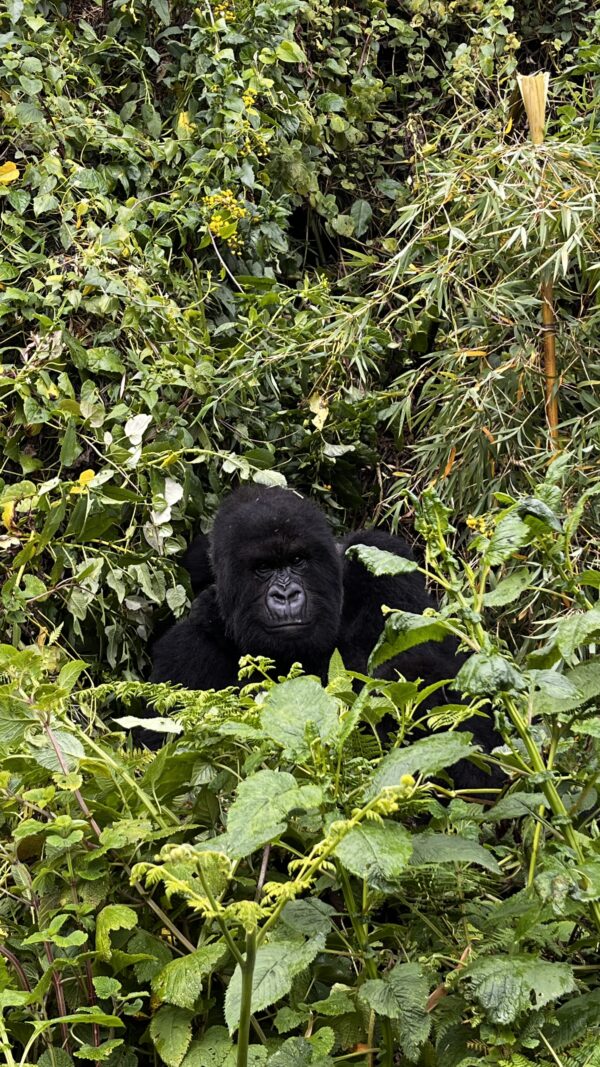 Gorilla Trekking in Rwanda with Nessa - 6 nights - Image 7