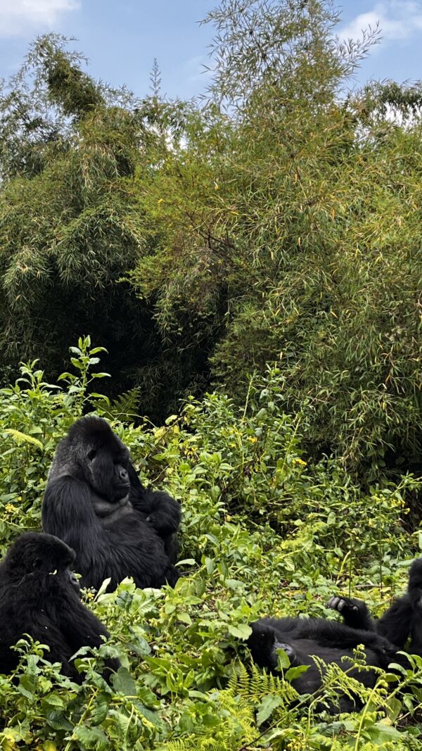 Gorilla Trekking in Rwanda with Nessa - 6 nights - Image 8