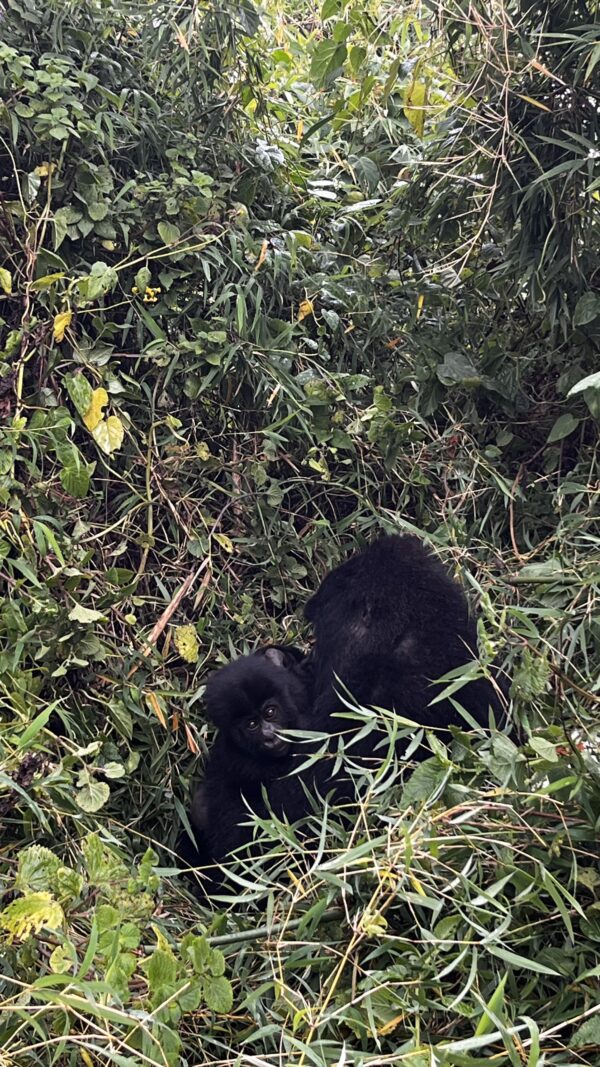 Gorilla Trekking in Rwanda with Nessa - 6 nights - Image 11