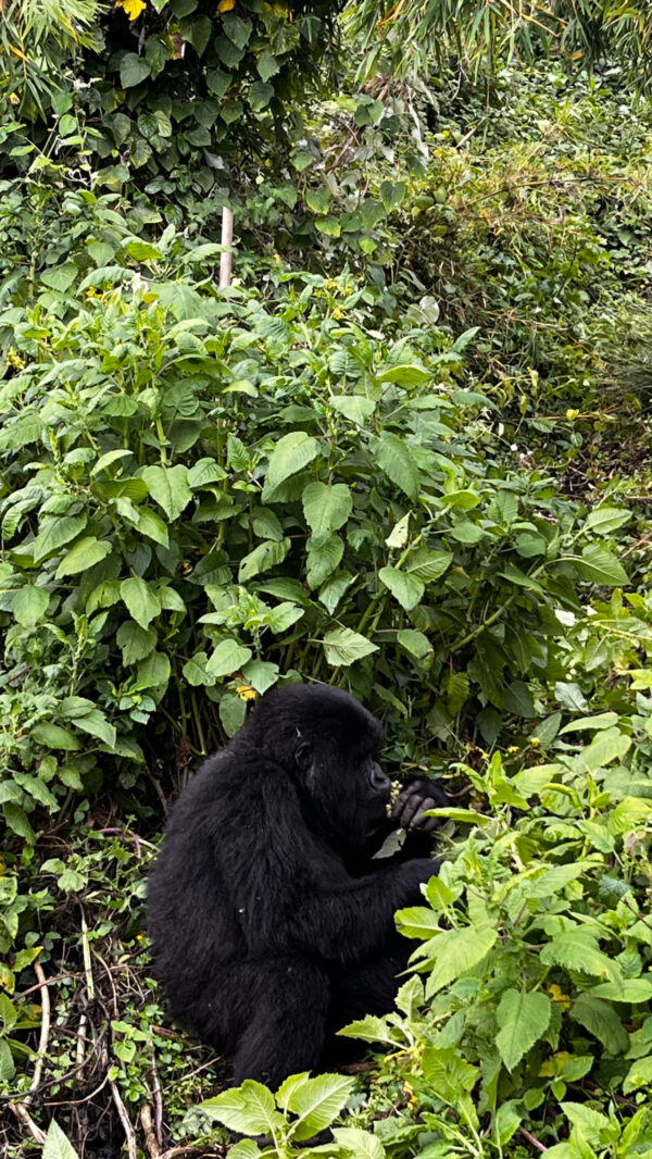 Gorilla Trekking in Rwanda with Nessa - 6 nights - Image 12