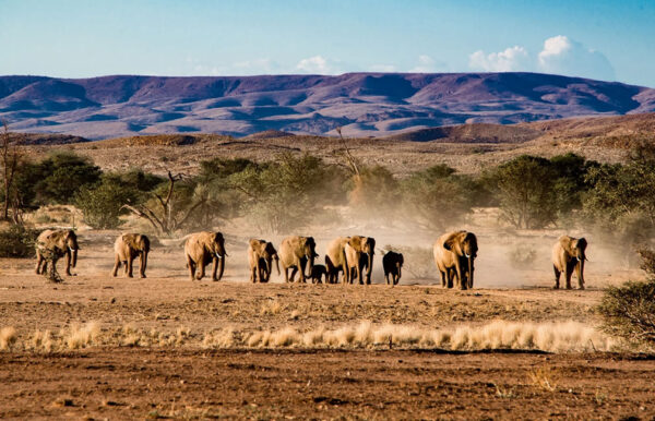 Namibia-Botswana-Victoria Falls with Nessa - 18 days - Image 10