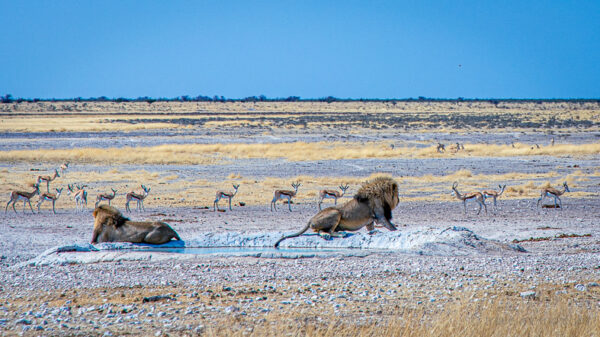 Namibia-Botswana-Victoria Falls with Nessa - 18 days - Image 8