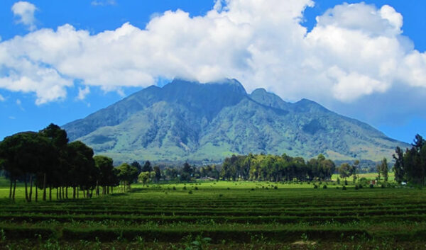 Gorilla Trekking in Rwanda with Nessa - 6 nights - Image 3