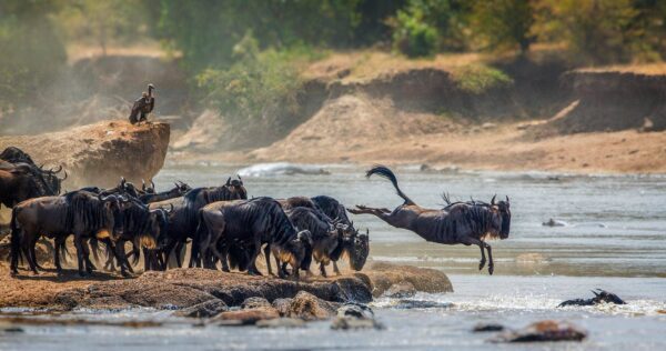 SAFARI & ZANZIBAR ISLAND BEACH-6 days - Image 2