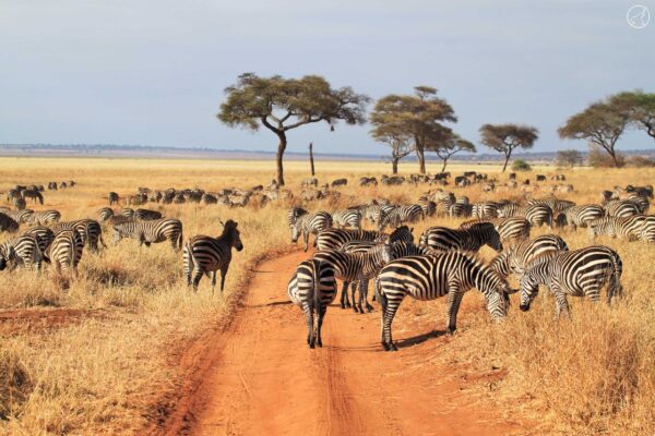 SAFARI & ZANZIBAR ISLAND BEACH-6 days - Image 4