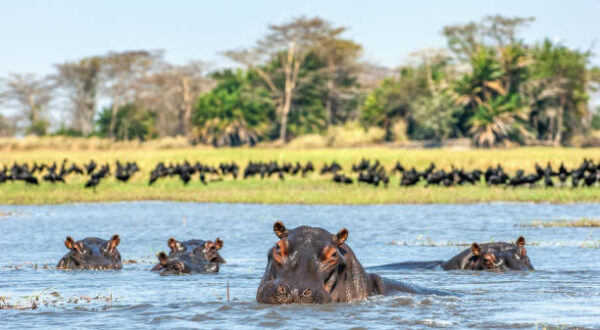 Zambia with Nessa - 6 nights - Image 2