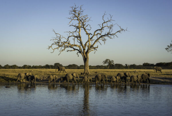 Namibia-Botswana-Victoria Falls with Nessa - 18 days - Image 16