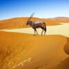 Namibia-Botswana-Victoria Falls with Nessa - 18 days